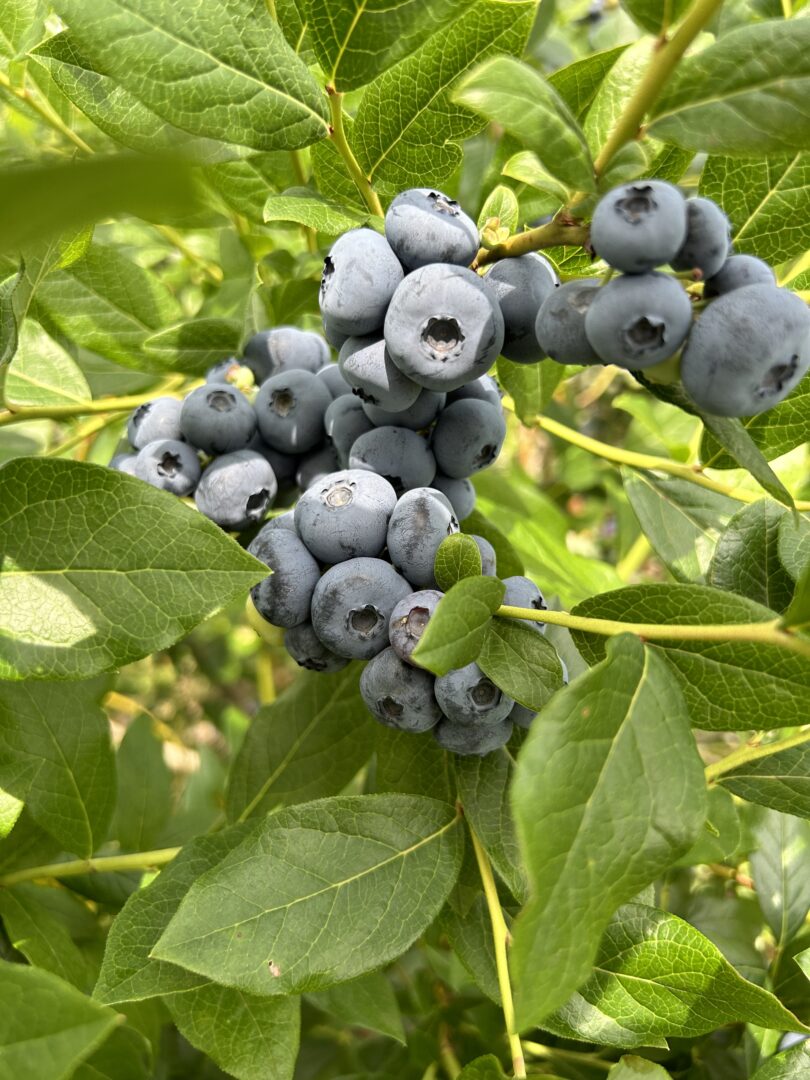 Les bleuets se sont pointés le nez plus tôt et en grande quantité à la Ferme Équinoxe de Saint-Pie.Photo gracieuseté