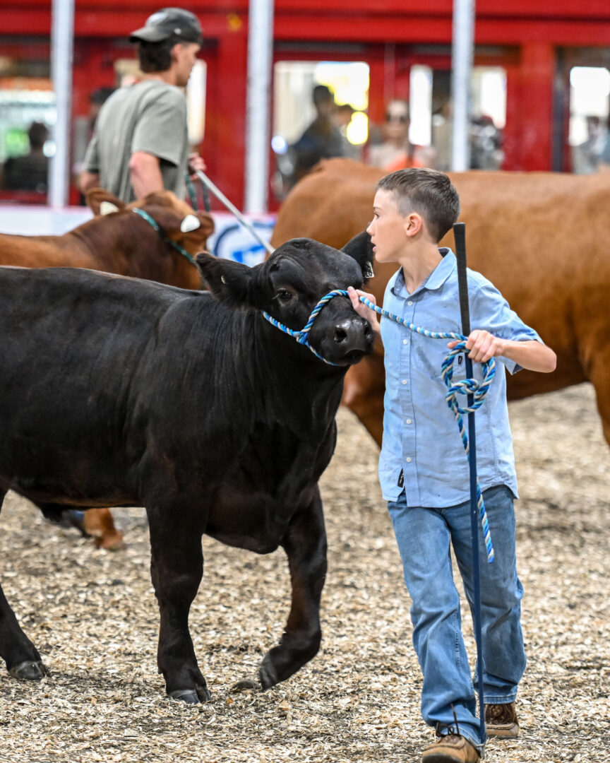 Les jugements de vaches ont été une activité populaire à l’intérieur pour une pause fraîcheur. Photo François Larivière | Le Courrier ©