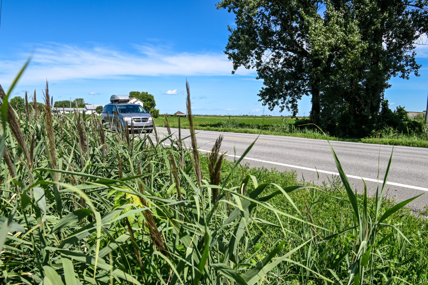 Le phragmite a envahi les fossés dans le secteur de Sainte-Rosalie sur la route 137. Photo François Larivière | Le Courrier ©