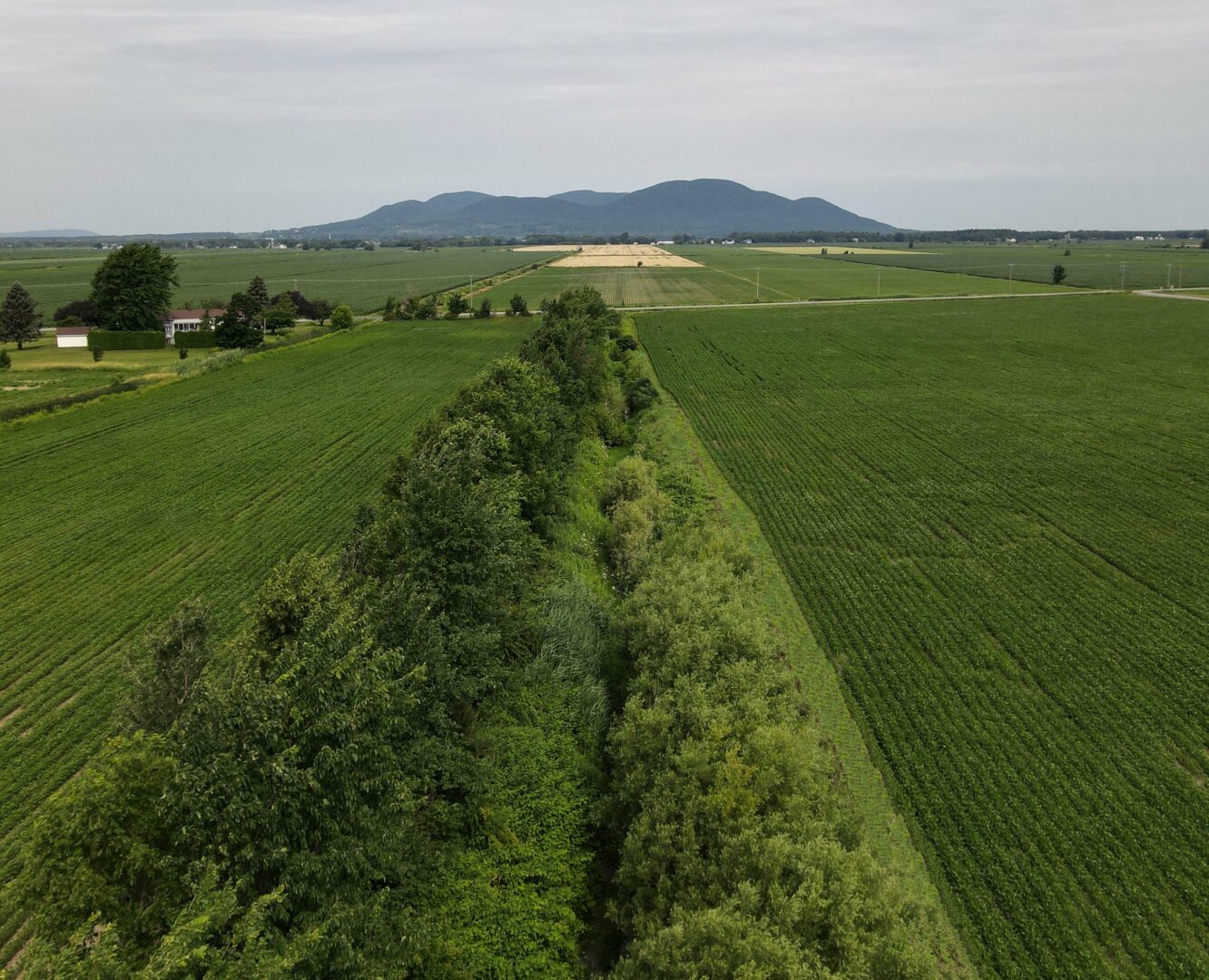 L’aménagement d’une haie brise-vent en bande riveraine élargie est un exemple de projet qui pourrait être réalisé. Photo gracieuseté