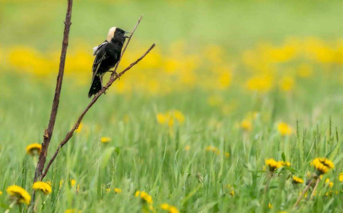 La photo « Le cri d’alarme », de Pierrette Sansoucy, lui a valu la première place au concours portant sur les oiseaux des champs. Photo Pierrette Sansoucy