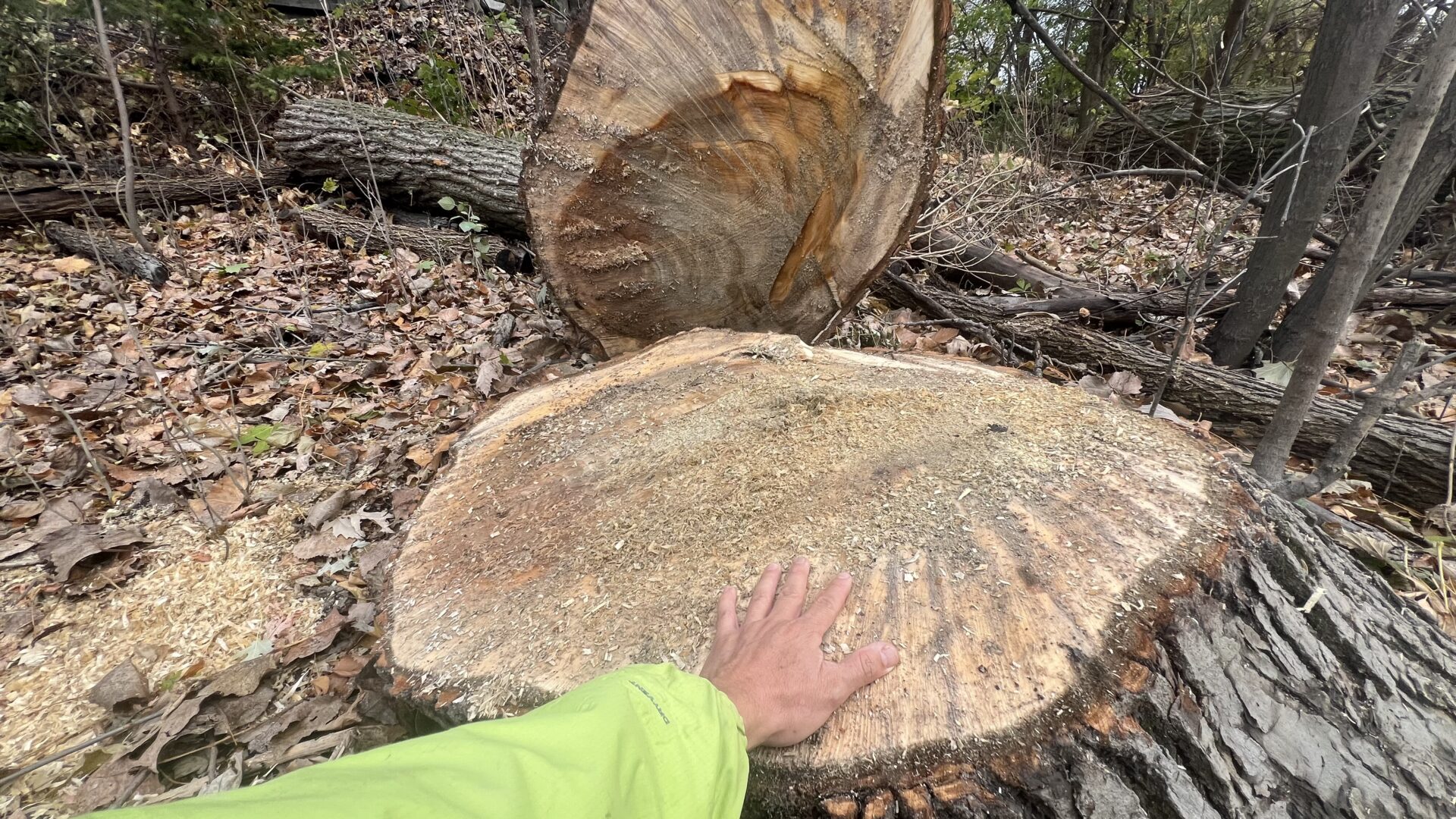 Plusieurs arbres matures ont été abattus. Photo gracieuseté | MRC des Maskoutains