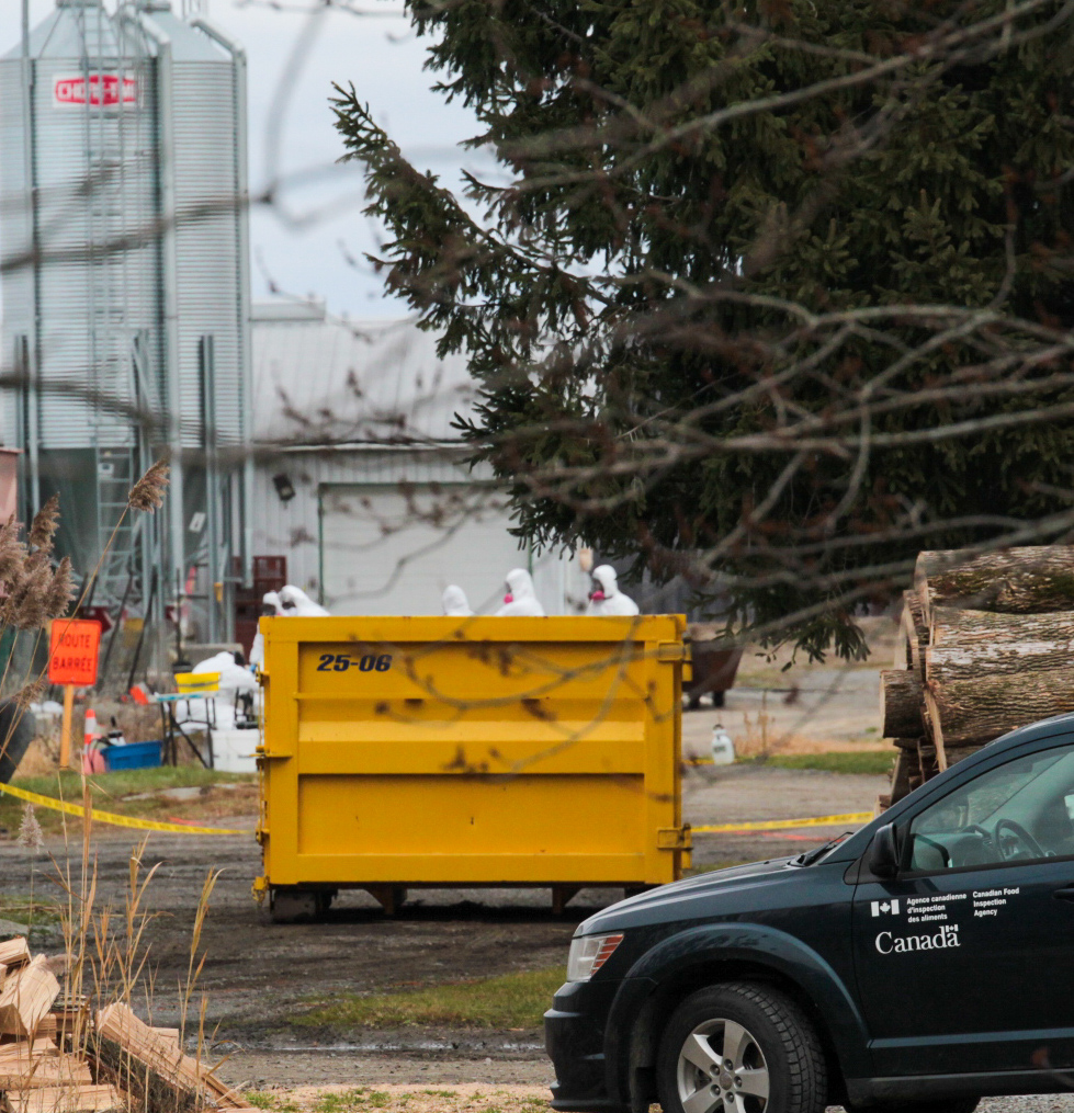 L’Agence canadienne d’inspection des aliments a déployé une équipe sur une ferme située sur le 3e Rang à Sainte-Hélène-de-Bagot cette semaine après que le virus de la grippe aviaire y a été détecté. Photo Adam Bolestridge | Le Courrier ©