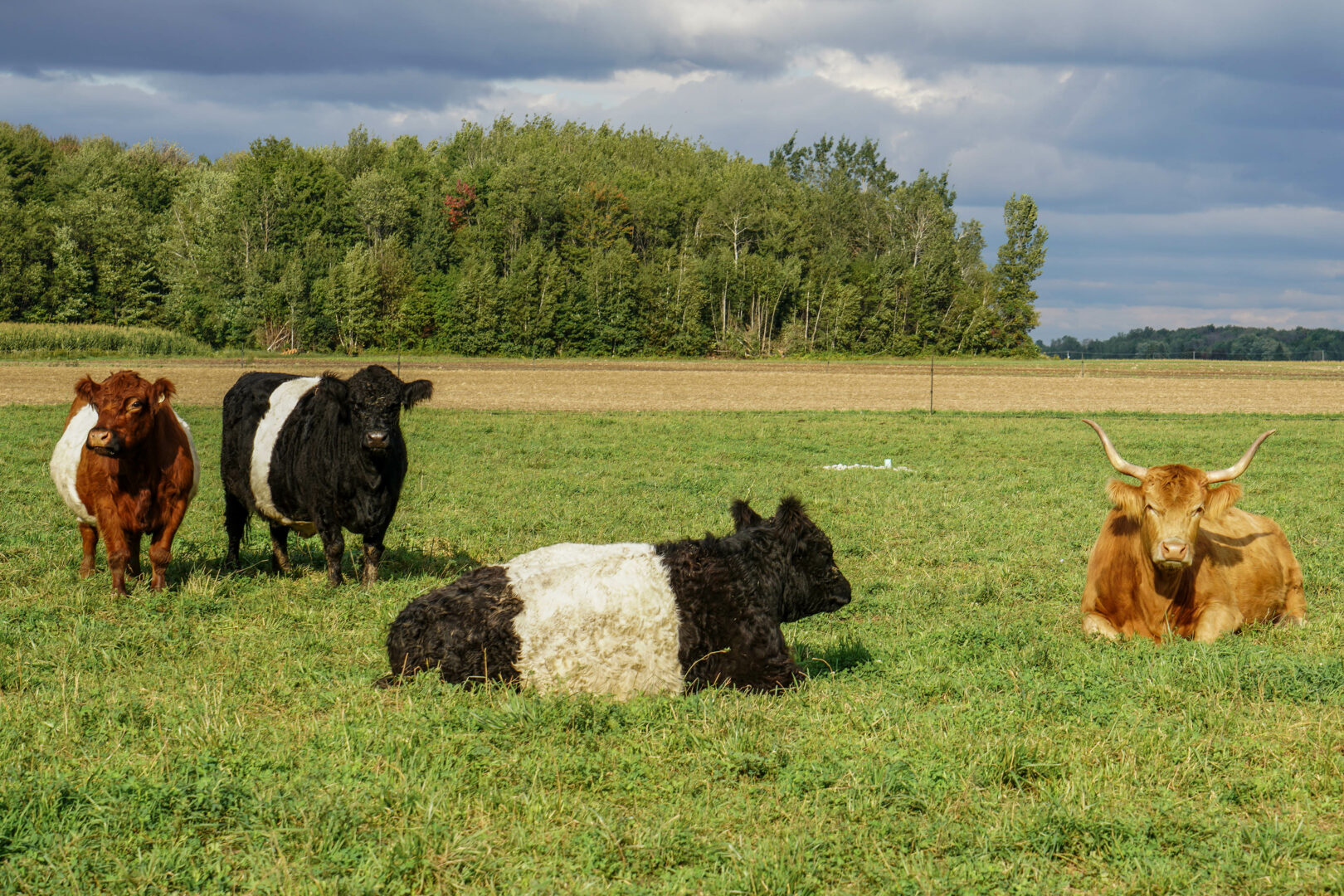 La soirée de consultation pour le prochain PDZA commencera par une présentation du bilan, suivie du portrait des secteurs agricoles et agroalimentaires dans la région.Photothèque | Le Courrier ©