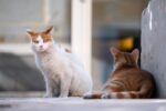 Saint-Hyacinthe implante un programme de stérilisation des chats errants