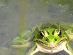 Soirée chant des grenouilles  au Boisé des Douze