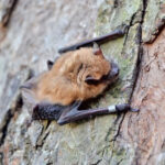 À l’écoute des chauves-souris