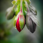 Sa photo « Geranium », gagnante d’une médaille d’argent pour le volet nature de la catégorie « Commerciale ». Photo François Larivière