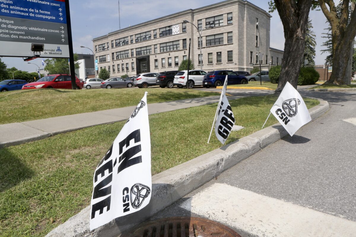 Depuis le 20 juin, les résidents et les internes de la Faculté de médecine vétérinaire de Saint-Hyacinthe sont en grève dans l’attente de la signature d’une première convention collective. Photo Robert Gosselin | Le Courrier ©