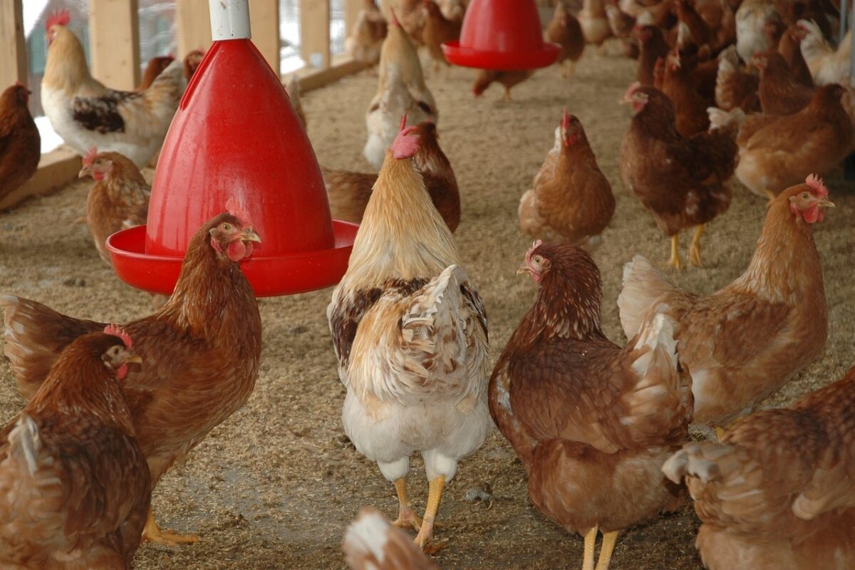 Le système de gestion de l’offre régissant la production et les prix dans les secteurs du lait, des œufs et de la volaille est plus protégé que jamais depuis l’adoption du projet de loi C-202 par le Sénat canadien, selon le député Simon-Pierre Savard-Tremblay. Photo Pixabay