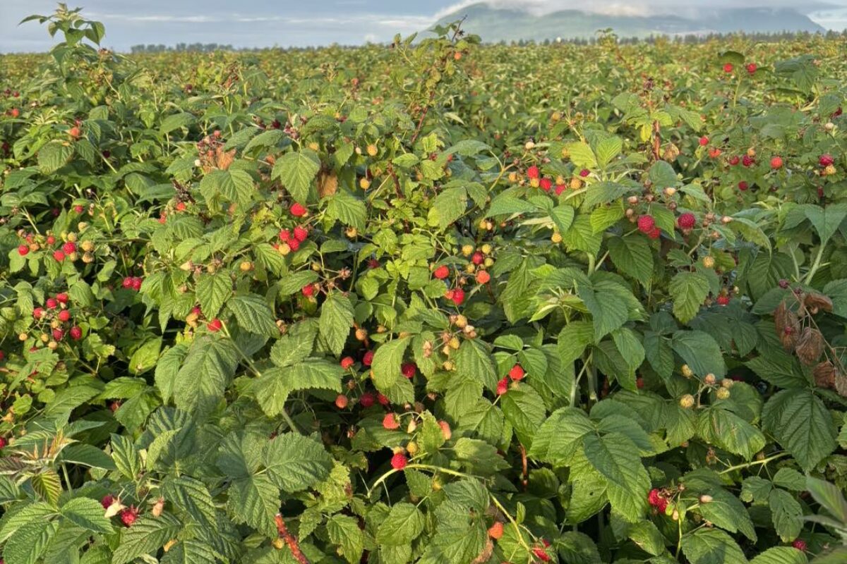 Les framboises ont mûri un peu trop vite à la Ferme Chez Mario à Sainte-Madeleine alors que l’autocueillette a été moins populaire en raison des canicules. Photo gracieuseté