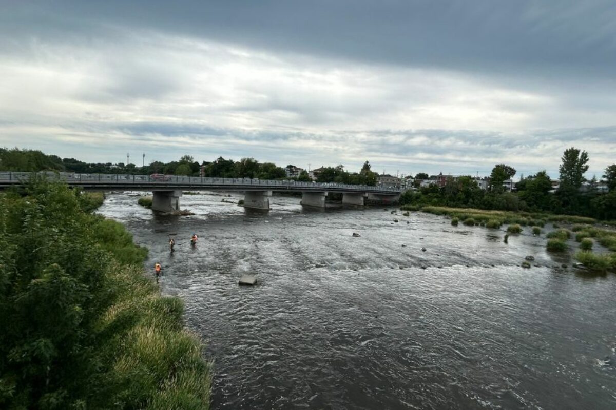La Ville de Saint-Hyacinthe procède au recensement de l’anguille d’Amérique dans la rivière Yamaska jusqu’au 15 août. Photo gracieuseté