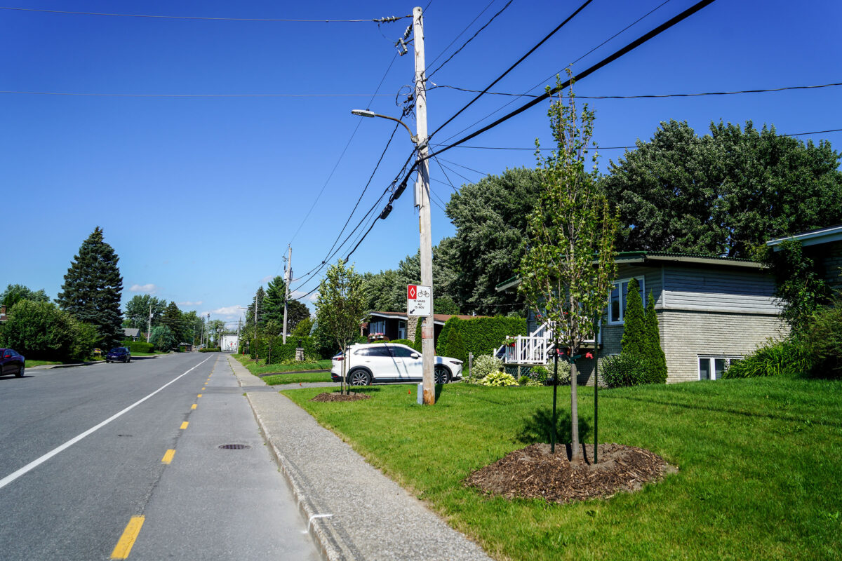 Depuis deux ans, la Ville de Saint-Hyacinthe procède à la plantation d’arbres sur l’emprise municipale afin d’augmenter son indice de canopée. Photothèque | Le Courrier ©