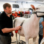 Les animaux de la ferme sont un incontournable de l’Expo agricole de Saint-Hyacinthe. Les éleveurs sur place se feront un plaisir de vous partager leur passion. N’hésitez pas à leur poser des questions! Photo François Larivière | Le Courrier ©