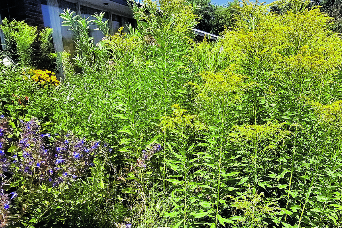 La verge d’or est une plante indigène pouvant atteindre 2,5 m de haut.
Photo gracieuseté��