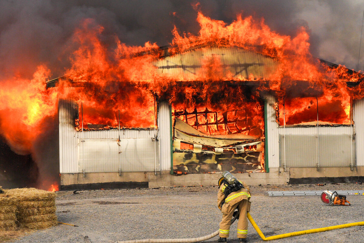 Une grande partie d’un bâtiment agricole de la Ferme Guilmain à Saint-Hyacinthe a été ravagé par les flammes, le 10 août, en soirée, mais la plupart des vaches ont été sauvées. Photo Adam Bolestridge | Le Courrier ©