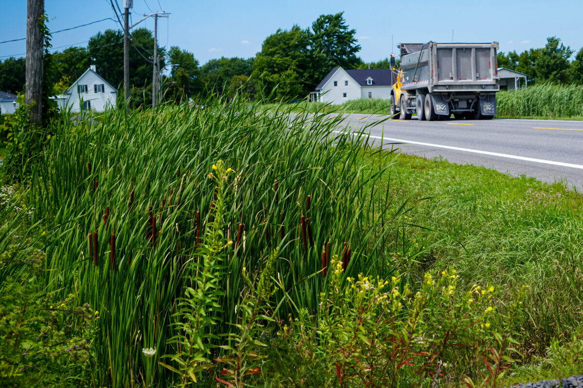 La Ville de Saint-Hyacinthe a revu sa stratégie de coupe de la végétation se retrouvant dans les fossés sur la route 137 en direction de Saint-Dominique afin d’améliorer la visibilité. Photo François Larivière | Le Courrier ©