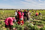 Mission en Tunisie pour des agricultrices d’ici