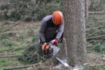 Saint-Hyacinthe met fin à l’abattage d’arbre sans permis