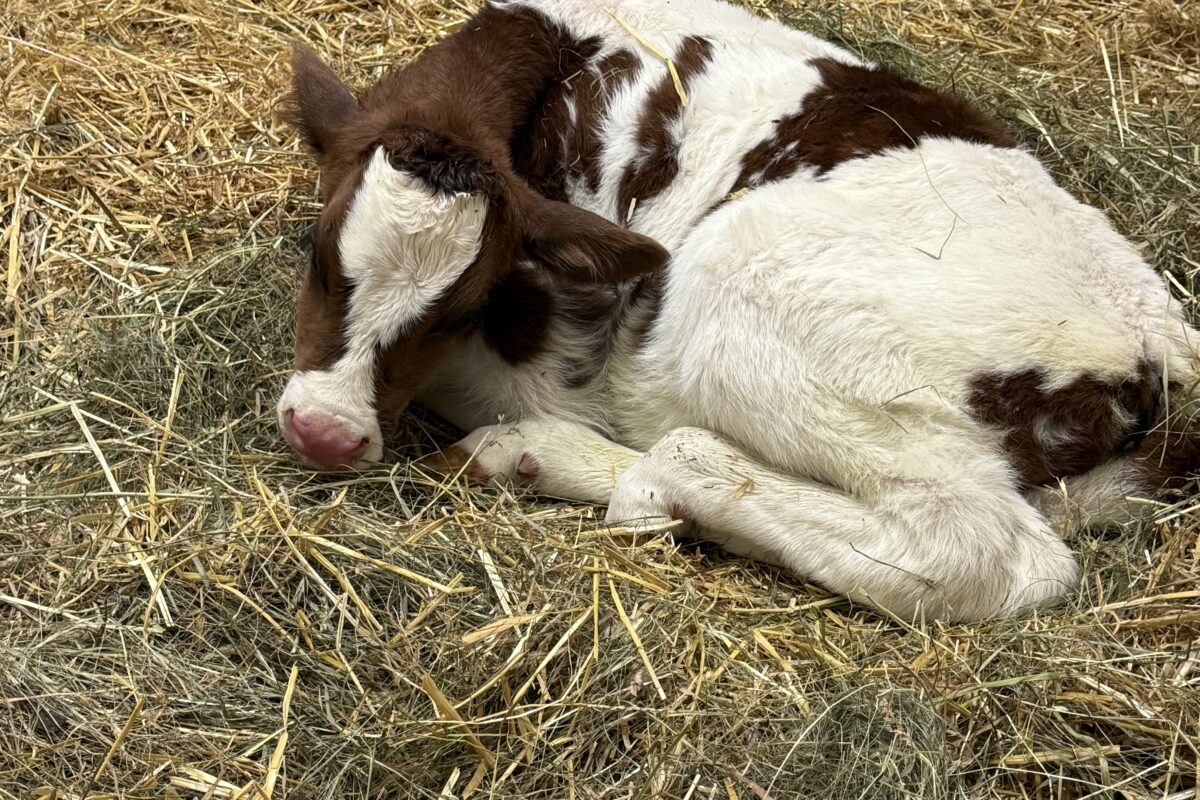 Le petit veau né le matin même de l’événement. Photo gracieuseté