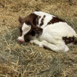 Le petit veau né le matin même de l’événement. Photo gracieuseté