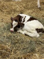 Près de 3000 visiteurs à la Ferme-école Maskita