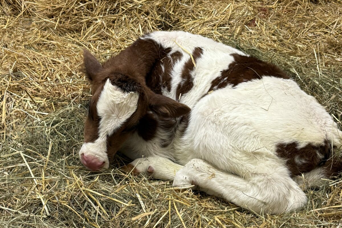 Le petit veau né le matin même de l’événement. Photo gracieuseté