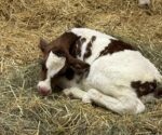 Près de 3000 visiteurs à la Ferme-école Maskita