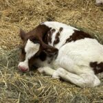 Le petit veau né le matin même de l’événement. Photo gracieuseté