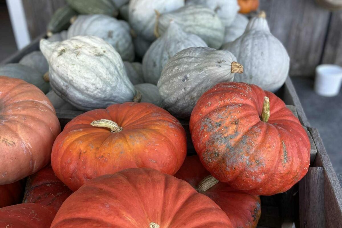Les citrouilles de qualité sont au rendez-vous pour la récolte, bien que moins grosses qu’habituellement. Photo gracieuseté