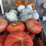 Une bonne récolte de citrouilles est attendue malgré tout