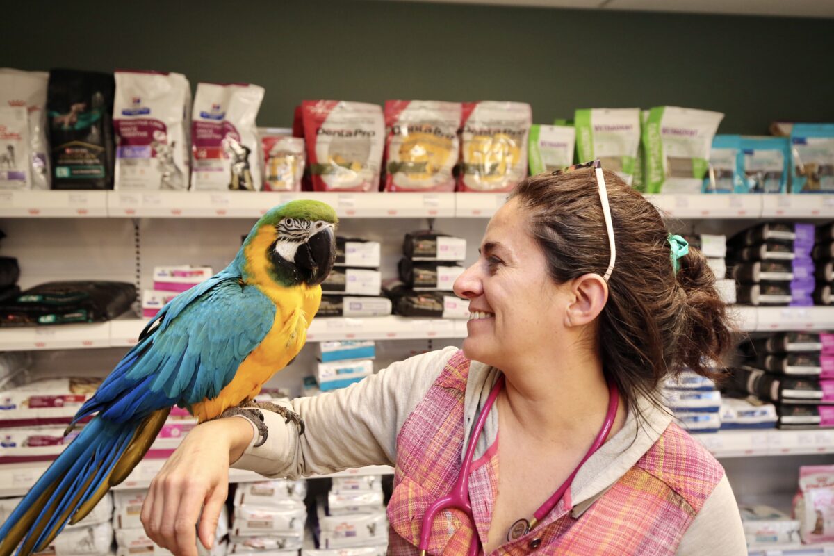 La propriétaire de la Clinique vétérinaire Saint-Jude, Maricela Mejia Dorantes, avec son premier patient, un ara. Photo Robert Gosselin | Le Courrier ©